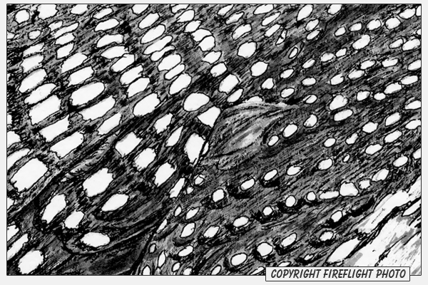Loon Feather Ink Drawing Detail