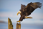 Bald Eagle Landing Pose Photo