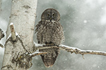 Great Gray Grey Owl in Birch Tree During Blizzard Photo
