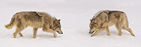 Stunning Wolf Standoff Panoramic Photo