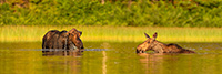 Cow and Calf Moose in Pond Panoramic Photo